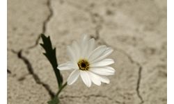 Un fiore nuovo da accudire